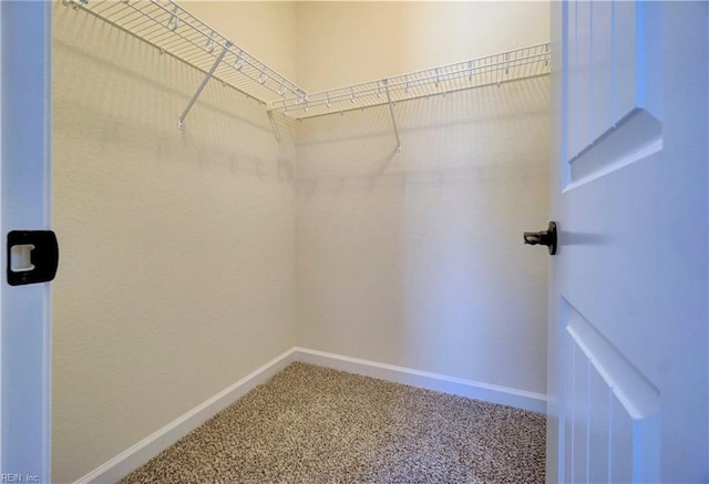 spacious closet featuring carpet