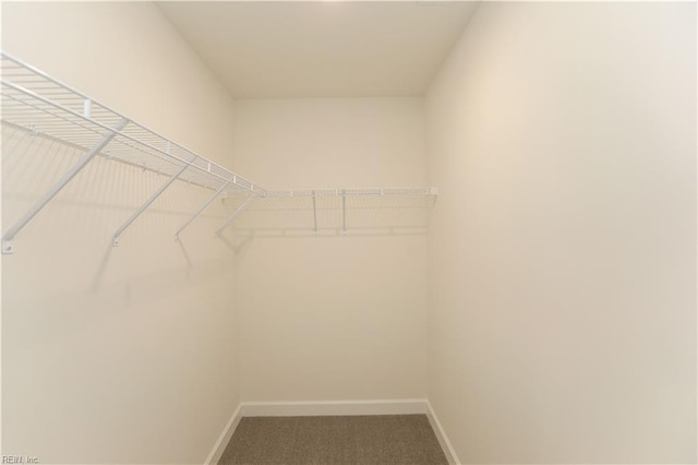 spacious closet featuring carpet