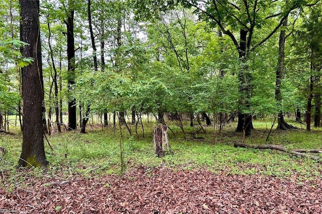 view of local wilderness