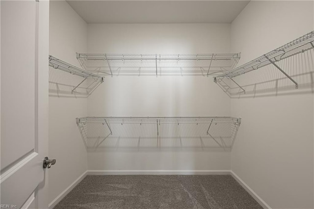 spacious closet featuring carpet flooring