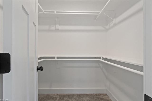 spacious closet featuring carpet