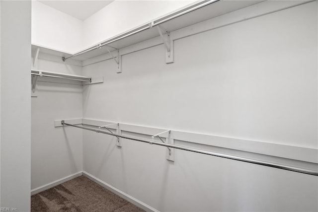 spacious closet featuring carpet floors