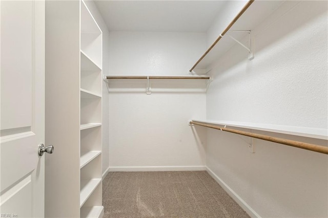 spacious closet featuring carpet