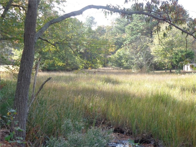 view of local wilderness