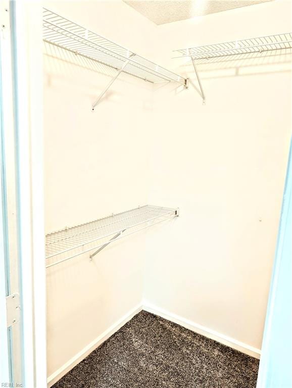 spacious closet featuring carpet flooring