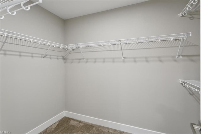 spacious closet featuring carpet flooring