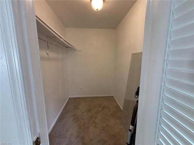 spacious closet featuring carpet