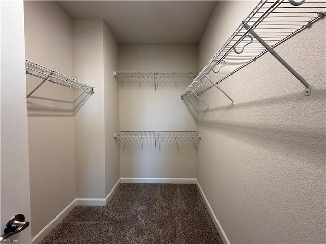 walk in closet with carpet floors