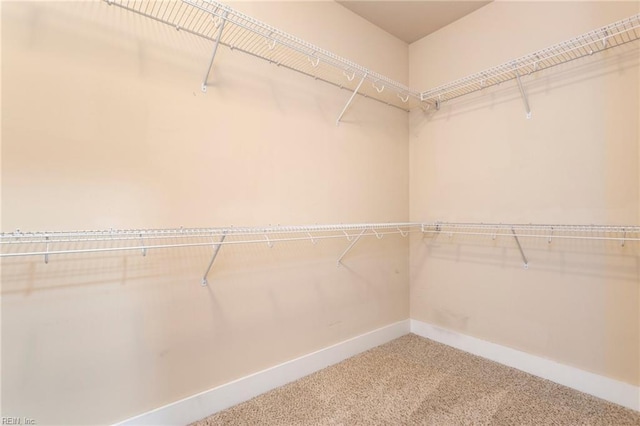 walk in closet with carpet floors