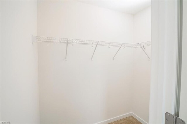 walk in closet with carpet flooring