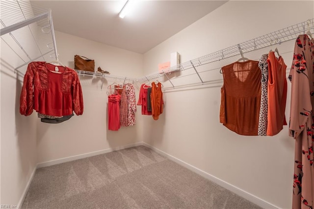 walk in closet featuring carpet flooring