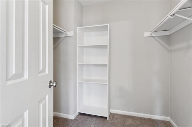 walk in closet with carpet floors