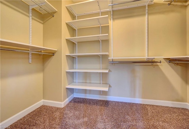 walk in closet featuring carpet floors