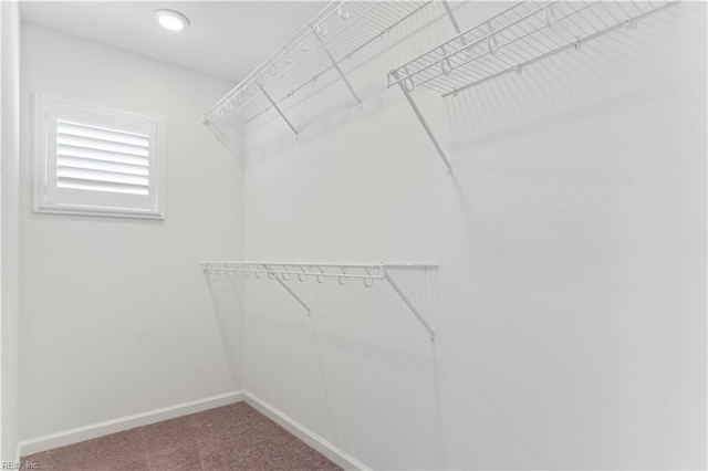 spacious closet featuring carpet