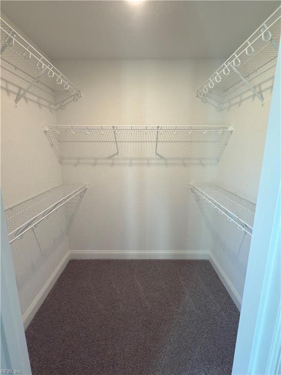 spacious closet featuring carpet flooring