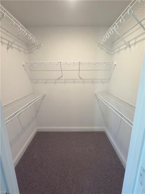 spacious closet featuring carpet