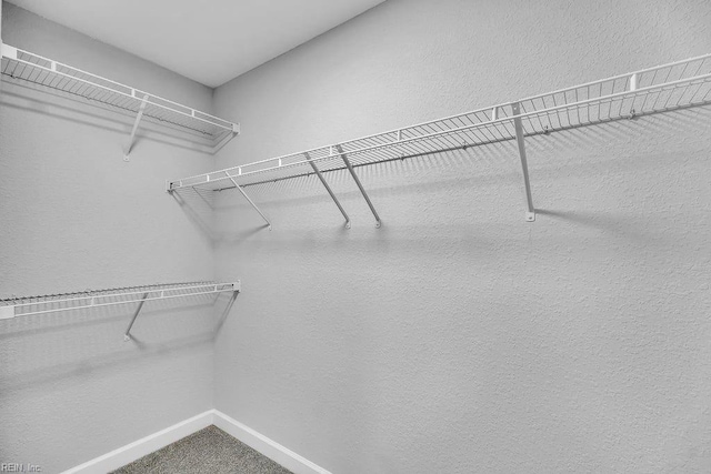 walk in closet featuring carpet floors