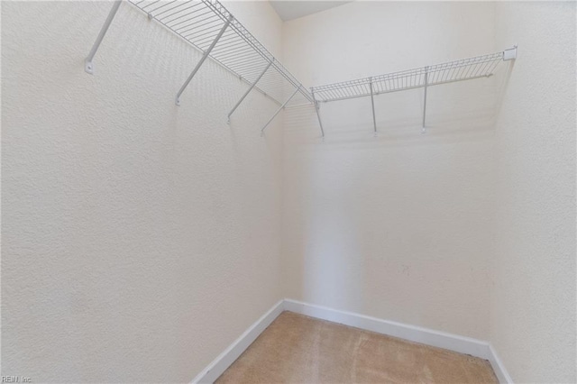 spacious closet featuring carpet floors