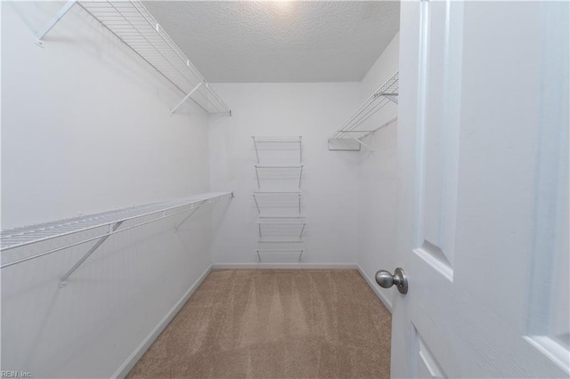 spacious closet featuring carpet