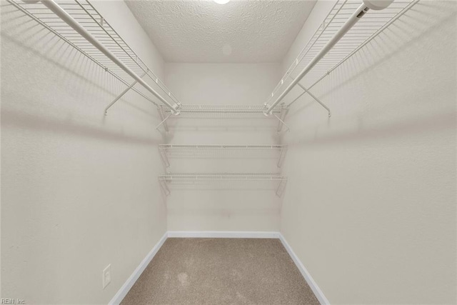 walk in closet featuring carpet floors