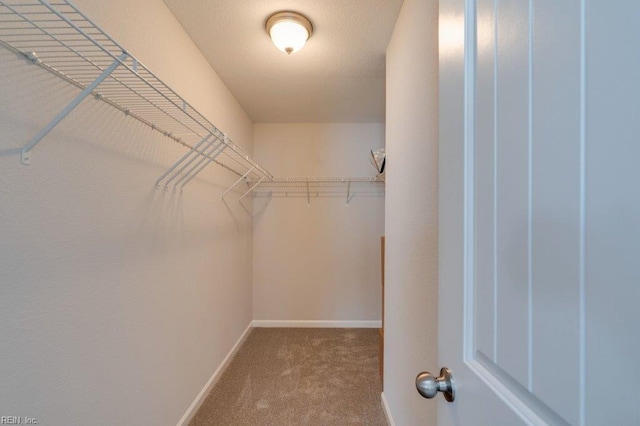 walk in closet featuring carpet flooring