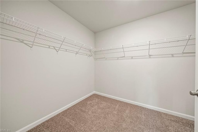 spacious closet featuring carpet floors