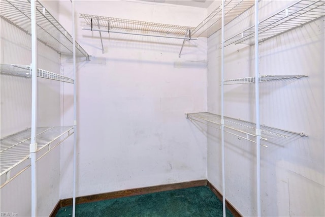 spacious closet featuring carpet