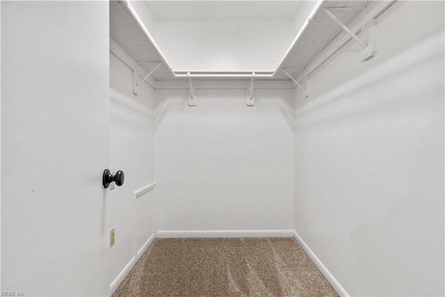 walk in closet with carpet flooring