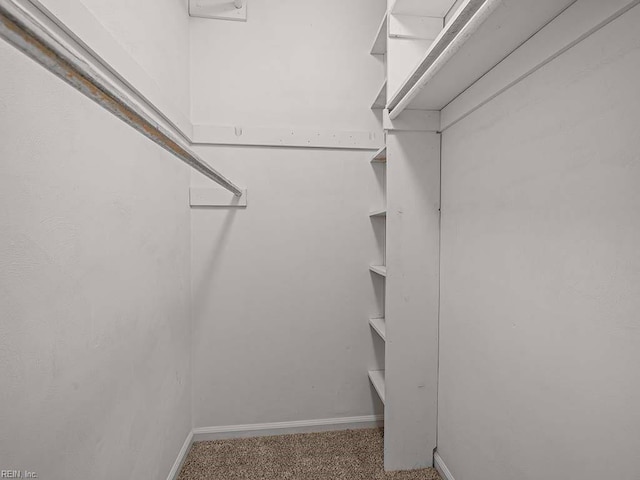 spacious closet featuring carpet