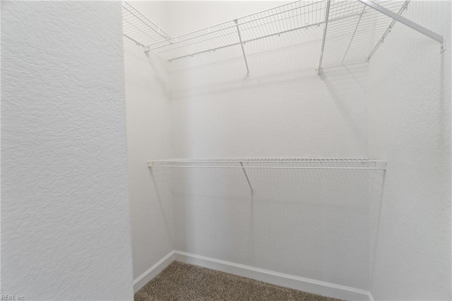 spacious closet featuring carpet floors