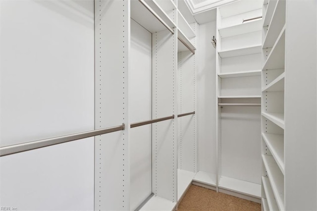 walk in closet with carpet flooring