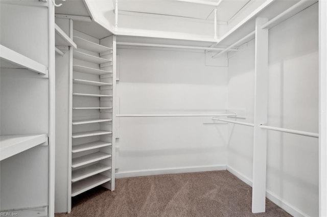 spacious closet featuring carpet floors