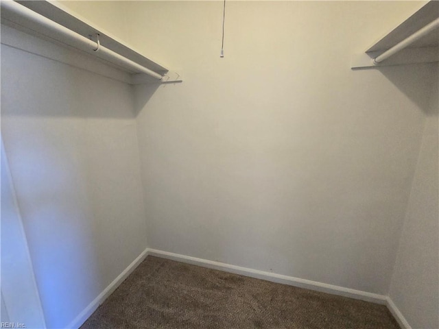 spacious closet featuring carpet floors