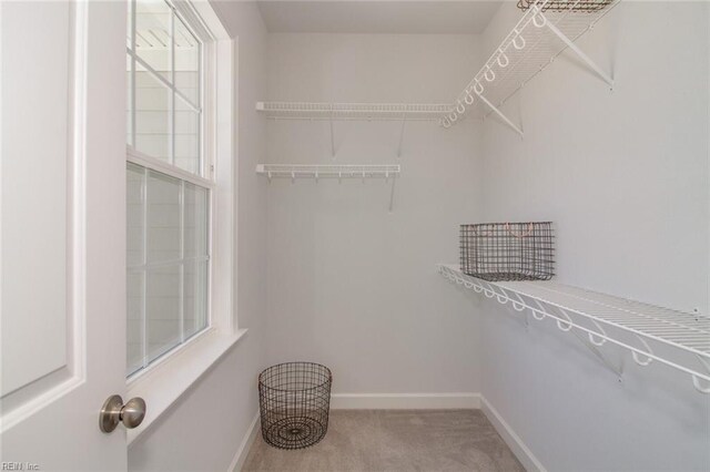 walk in closet featuring carpet flooring