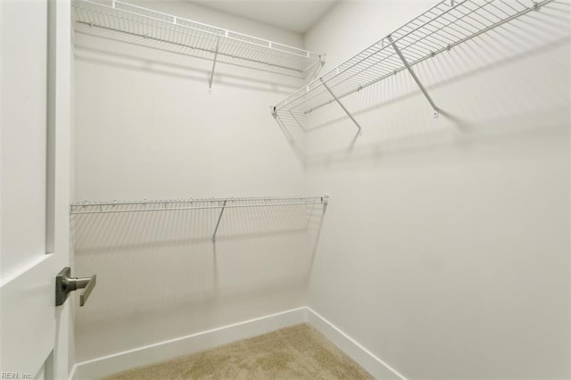 walk in closet featuring carpet flooring