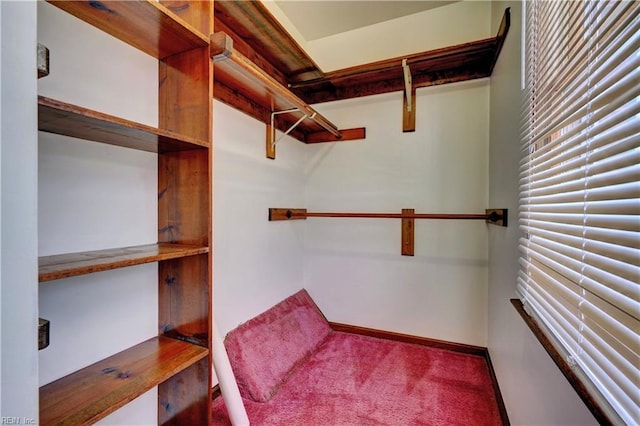 spacious closet with carpet floors