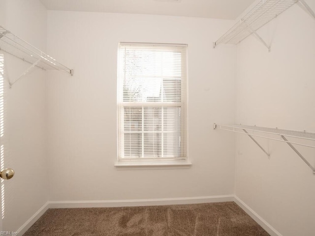 walk in closet featuring carpet floors