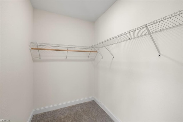 walk in closet with carpet floors