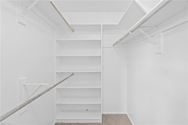 spacious closet featuring carpet floors