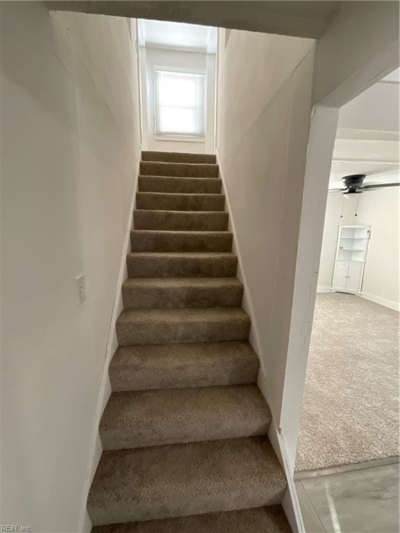 staircase featuring ceiling fan and carpet flooring