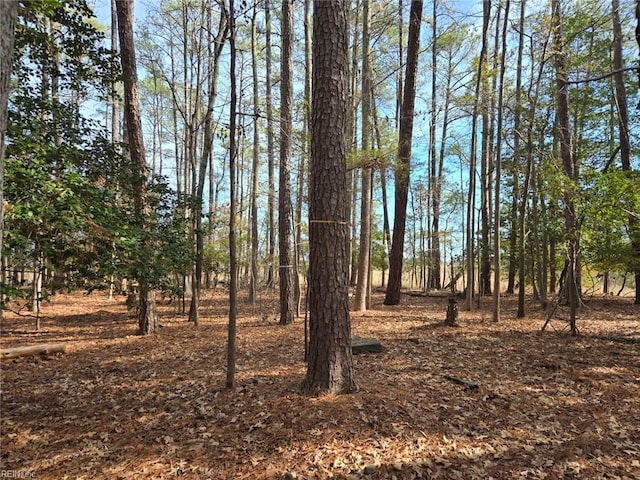 view of local wilderness