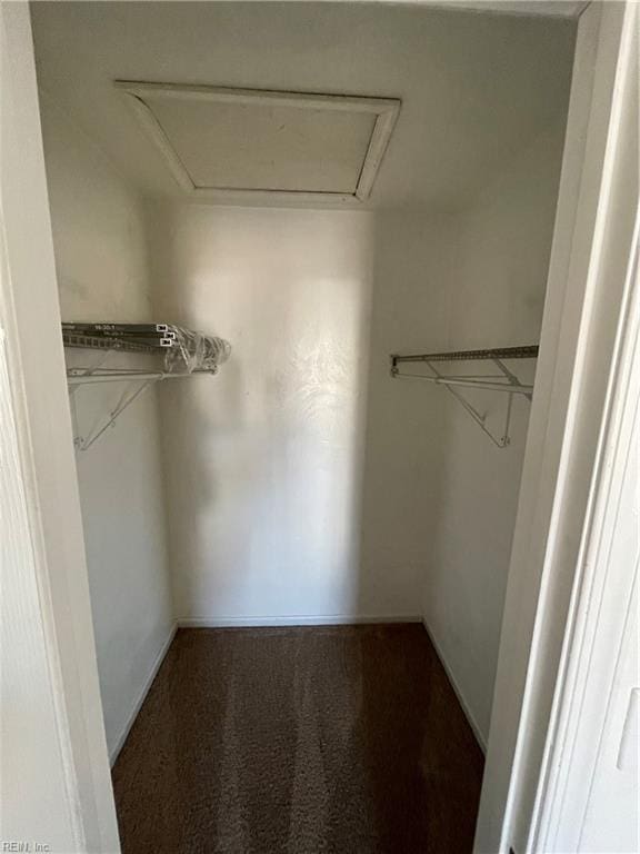 walk in closet featuring carpet floors