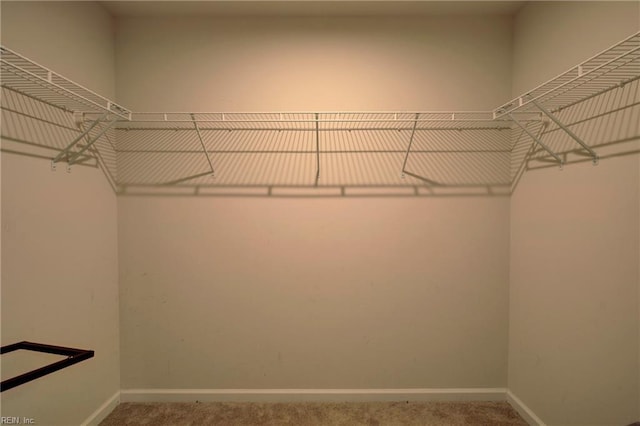 spacious closet featuring carpet flooring