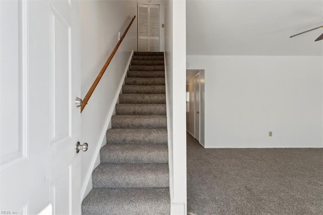 stairway featuring ceiling fan and carpet