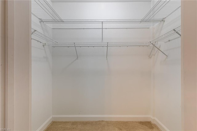 walk in closet featuring carpet flooring