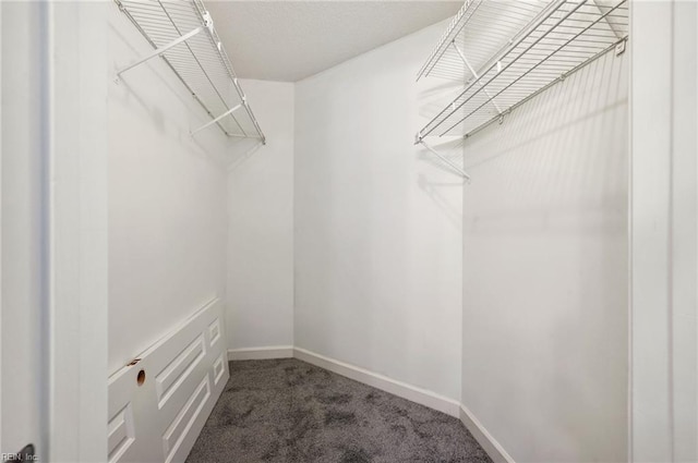 spacious closet featuring carpet