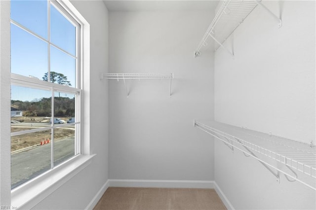 walk in closet featuring carpet flooring