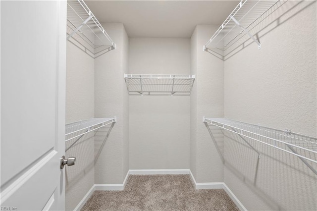 walk in closet with carpet flooring