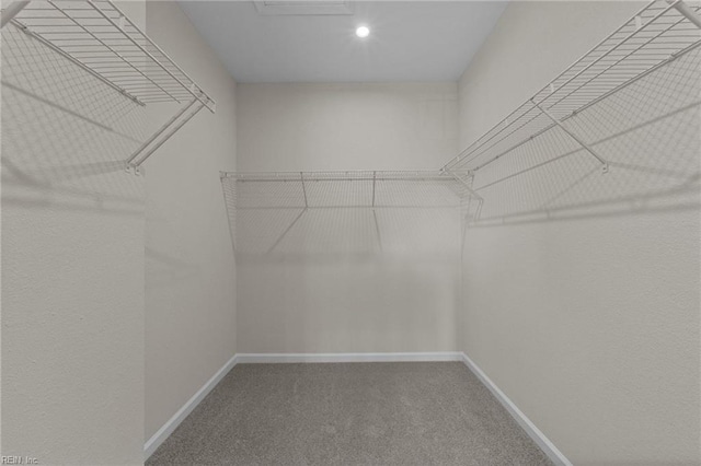 spacious closet featuring carpet