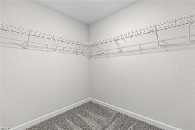 walk in closet with carpet flooring